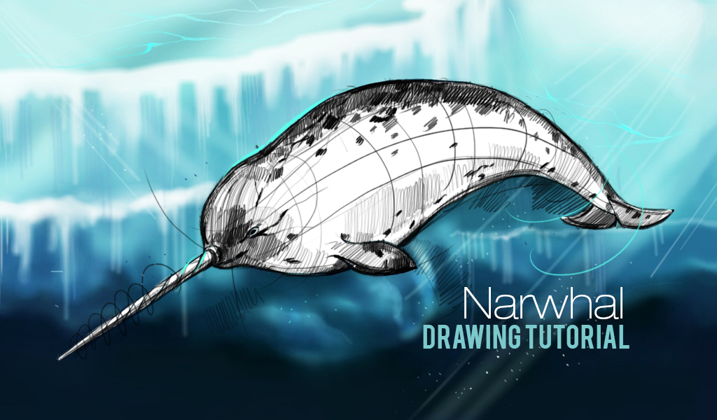 how to draw narwhal