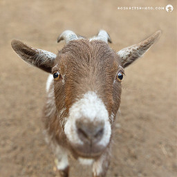 goat pygmygoat livestock