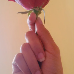 freetoedit rose flower red hands