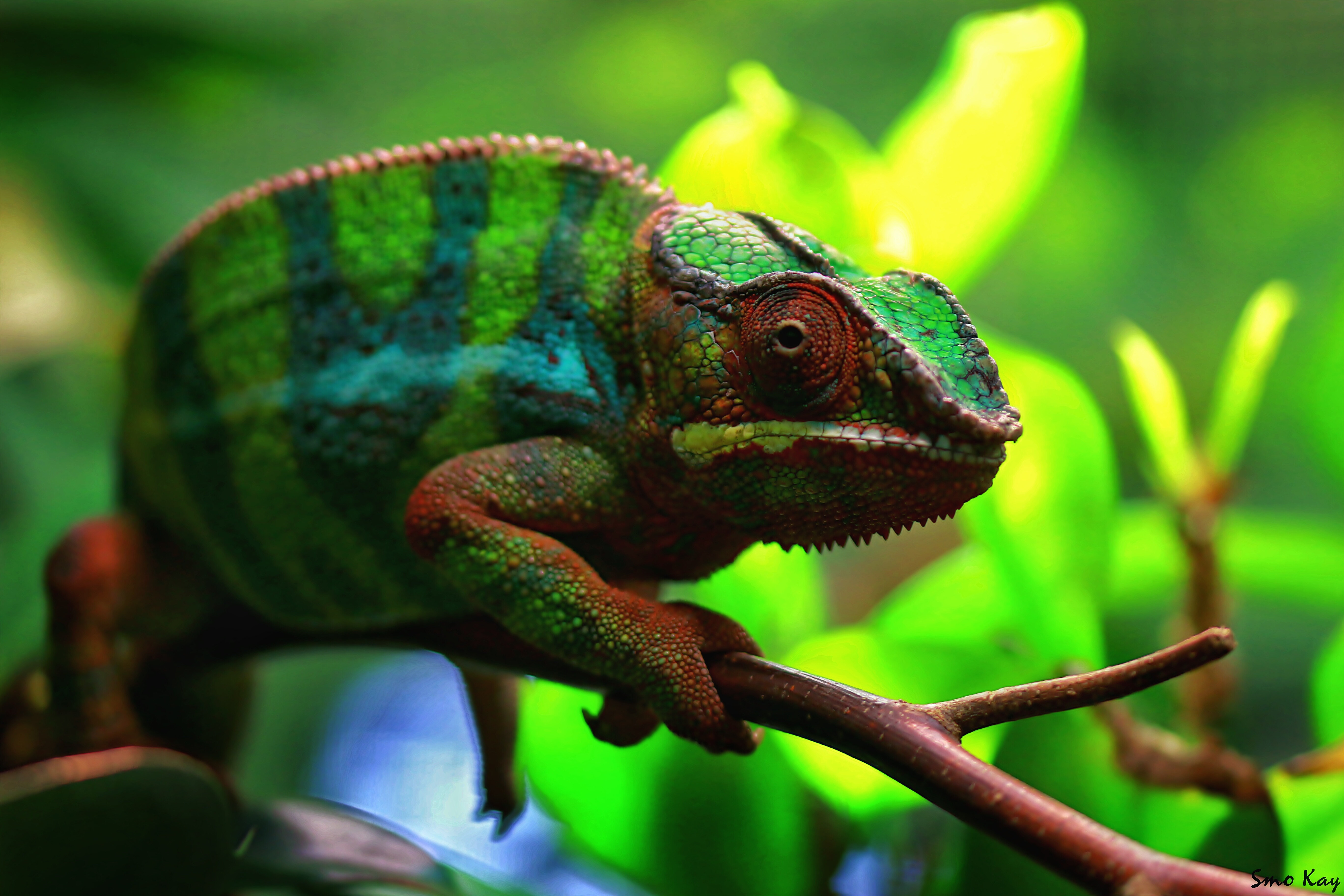 Fantasy Flowers Cute Colorful Lizard