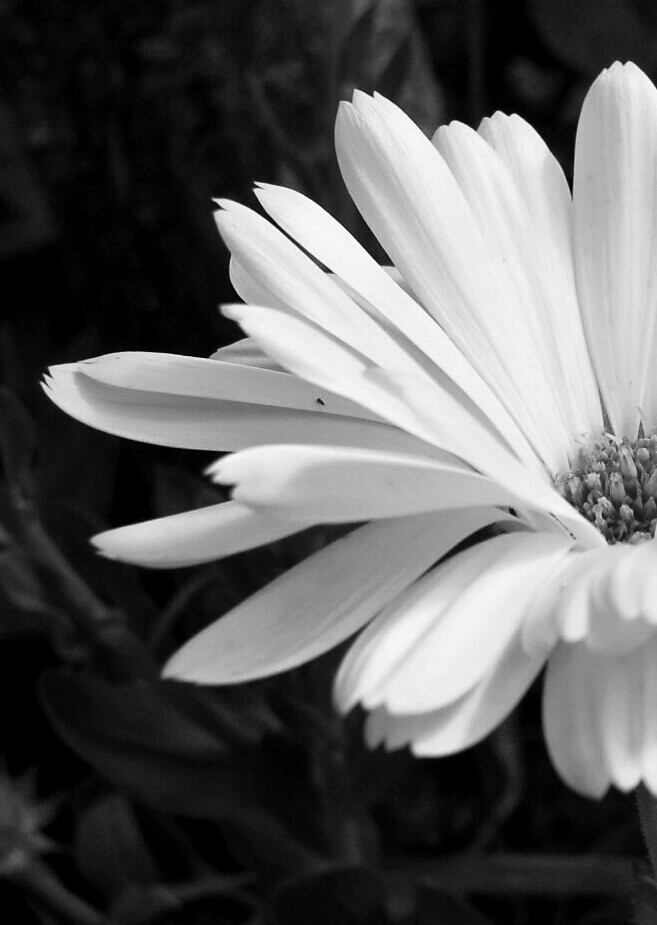 All petals say yes. softfocus petals blackandwh...