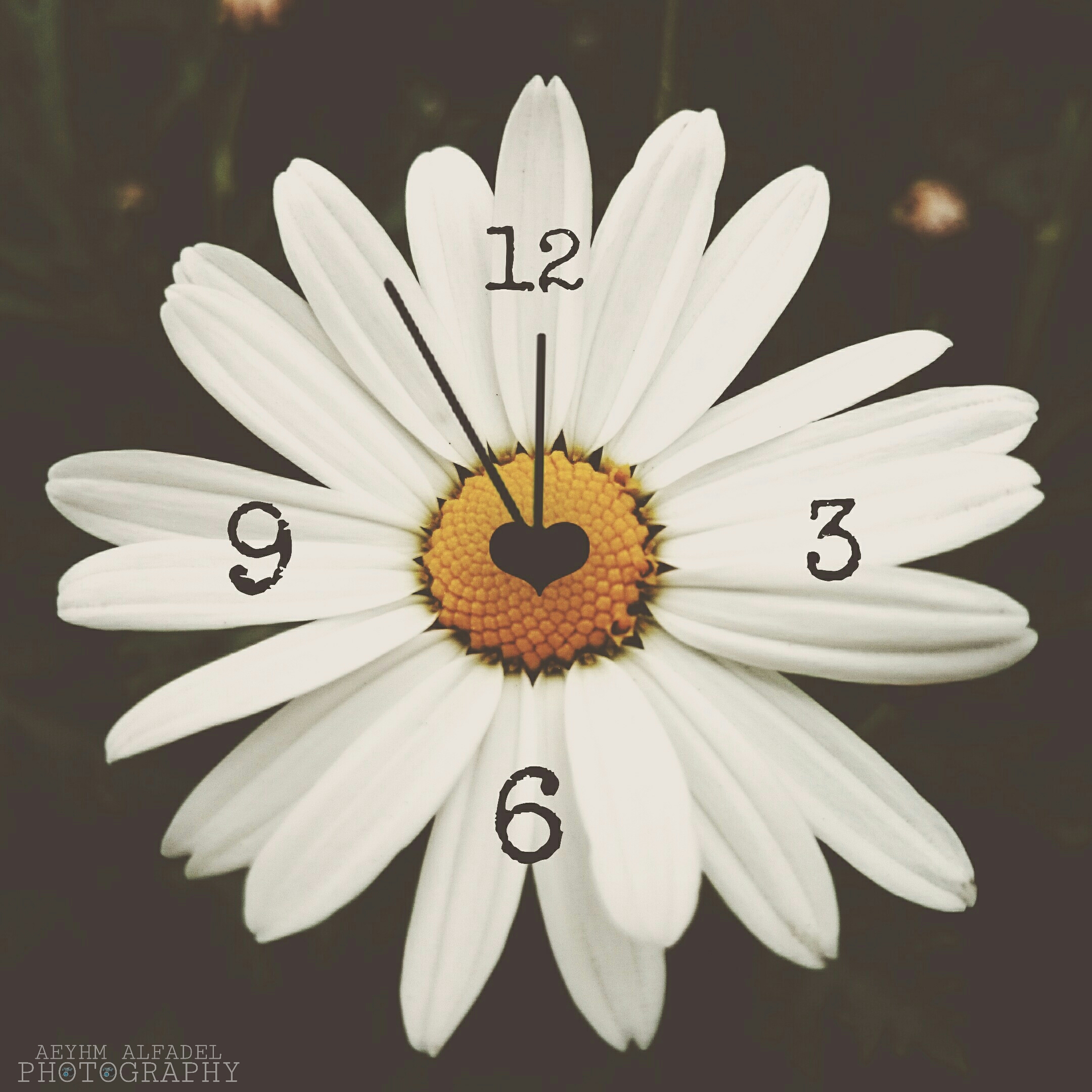What is the time in your country? (my snap and my edit) #clock #love #emotions #nature #flower #polygonside #vintage #edited 