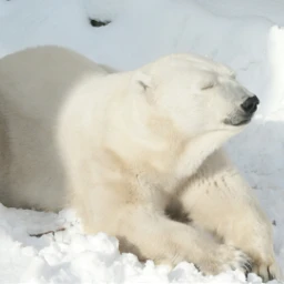 wppzoo zoo polarbear snow winter