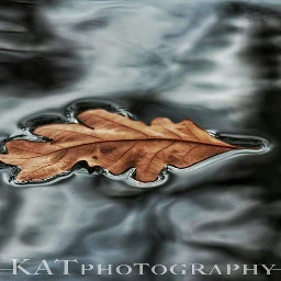 wppnature leaf fall nature hdr