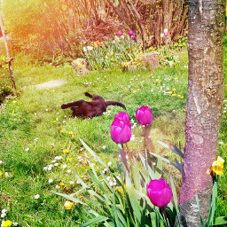 tulpe katze spring photography petsandanimals