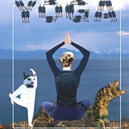 fteclimber yoga mycat mypet