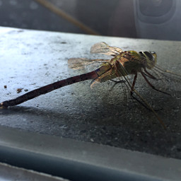 iphone interesting dragonfly insect macro